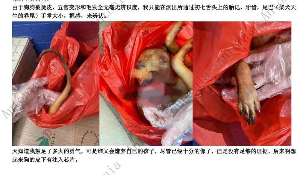 柴犬初七图片 柴犬初七被偷事件回顾