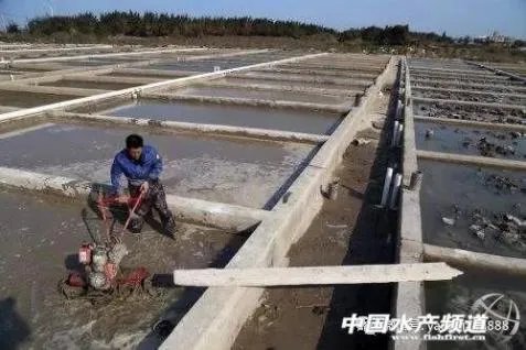 池塘养殖沙虫，有哪些注意事项？