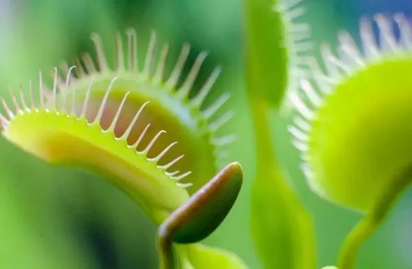 妄想山海捕蝇草作用是什么？