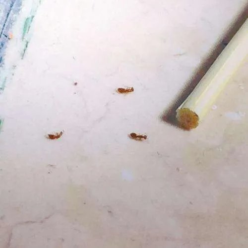 怎样去墙缝里的蚂蚁窝