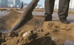 青岛市民组团挖海知了,海知了是什么?