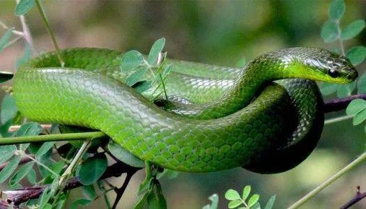 中科院给一剧毒蛇新种命名为素贞！为何有的蛇有毒，有的蛇却不含毒性？