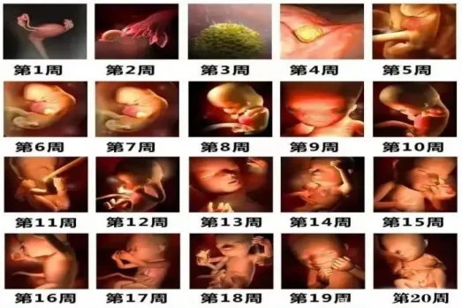 怀孕过程胎儿3d图