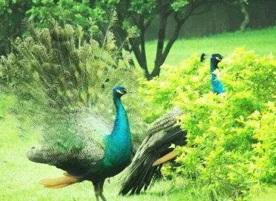 葫芦丝十大名曲有哪些