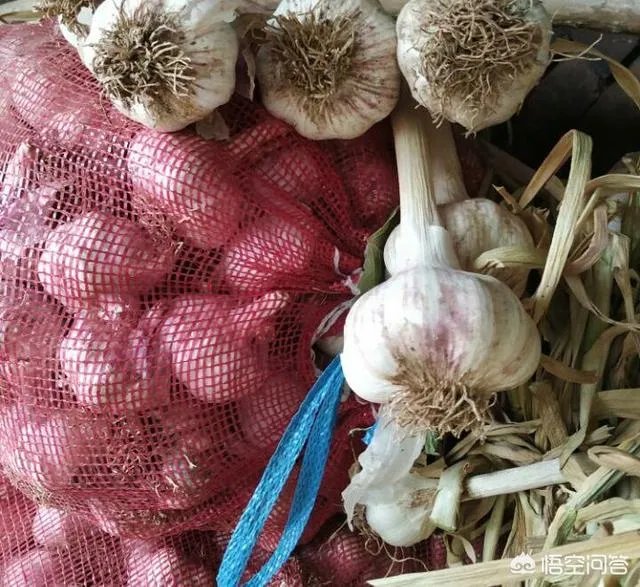 大蒜陆续上市，今年下半年我国大蒜价格会一直突飞猛进吗？