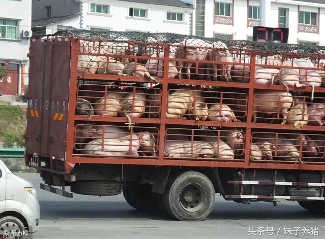 现在养猪行情如何?