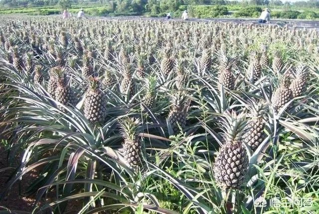 菠萝蜜凤梨菠萝麻