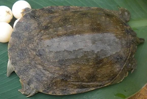 我想在南宁大量购买甲鱼苗哪有出售