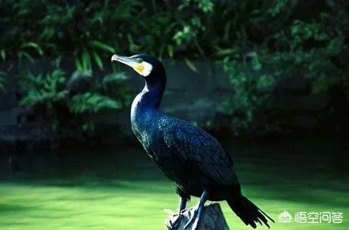 鸬鹚的最有眼力，是因为？