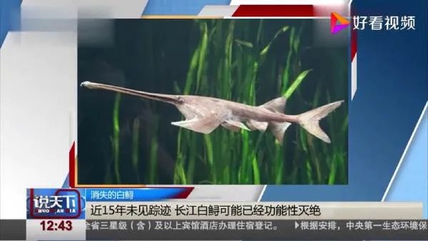 长江白鲟到底是什么鱼?