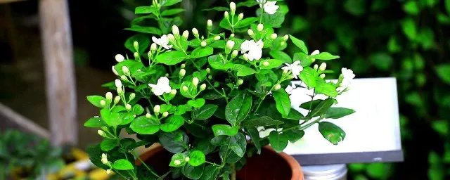 茉莉花的种植方法