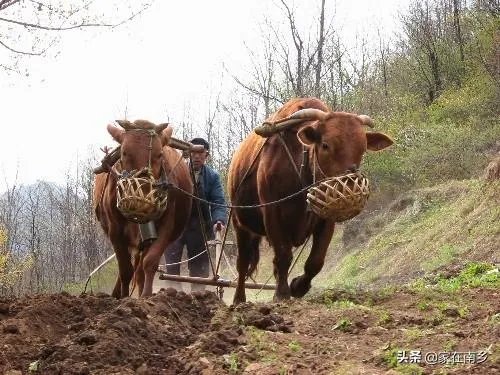 农村老话“大暑凉飕飕，立冬笑死牛”是啥意思？有道理吗？