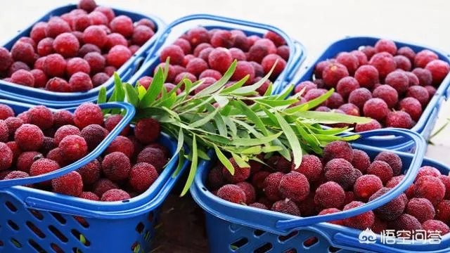 福建哪里的杨梅最好吃？