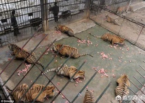 桂林熊虎山庄的游客多吗？