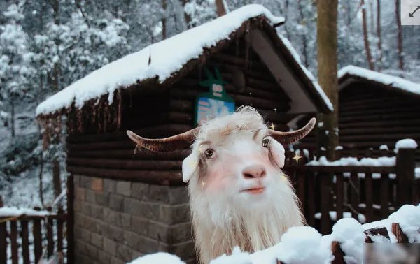 当动物遇上美颜相机是怎么回事？