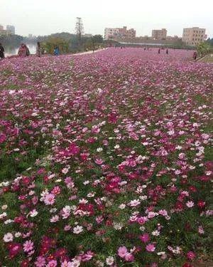 广州-肇庆-七星岩-鼎湖山。路线攻略，大概多少钱…谢谢！！高分