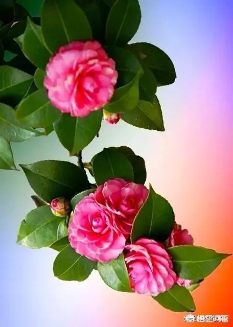 网上有人质疑云南王子清是伪慈善，你怎么看？