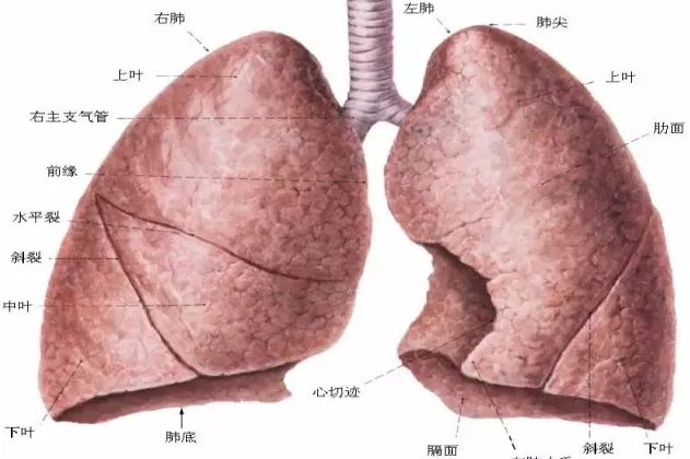 肺分叶分段解剖图