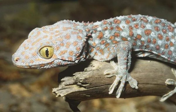 海口查获了多少只大壁虎？