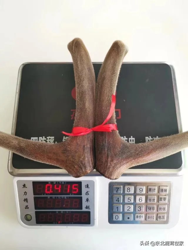 什么是好的鲜鹿茸