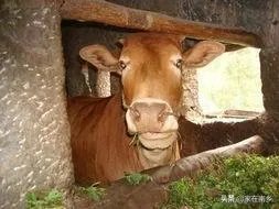 农村老话“大暑凉飕飕，立冬笑死牛”是啥意思？有道理吗？