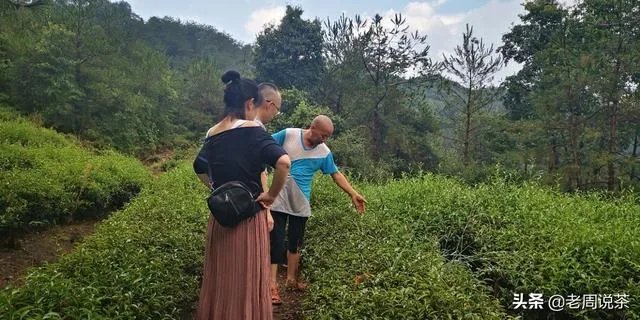 茶友们大家购茶，原产地与经销商你会选哪个？