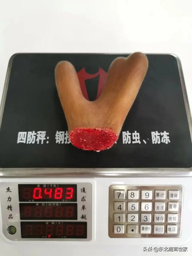 什么是好的鲜鹿茸