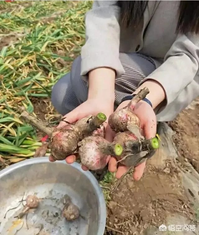 大蒜陆续上市，今年下半年我国大蒜价格会一直突飞猛进吗？