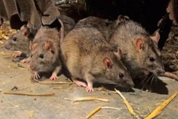 蒙古国确诊两例鼠疫病例,当地居民该如何有效预防?