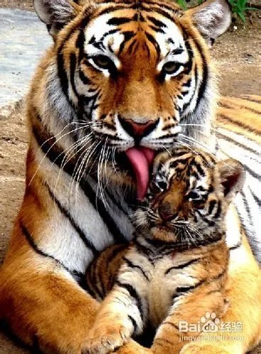 秦岭野生动物园游览路线