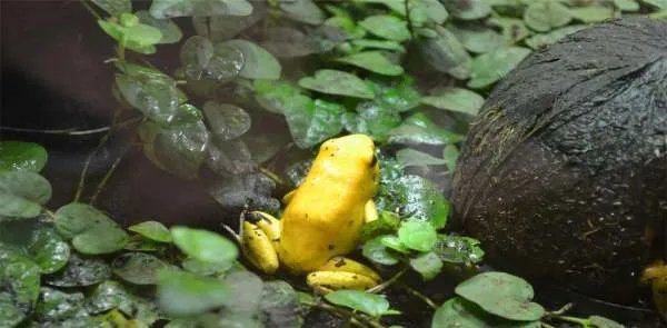印度出现大量金黄色青蛙，这是不是外星生物呢？