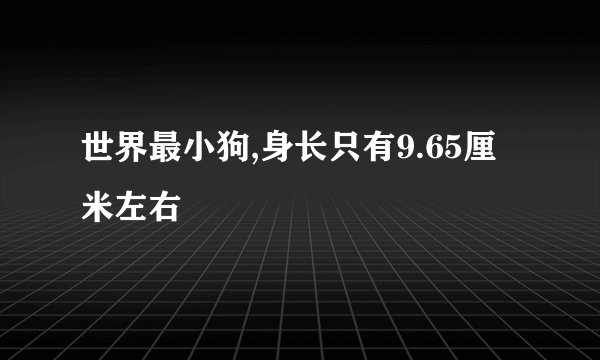 世界最小狗,身长只有9.65厘米左右