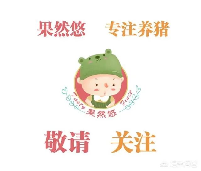 现在养猪行情如何?