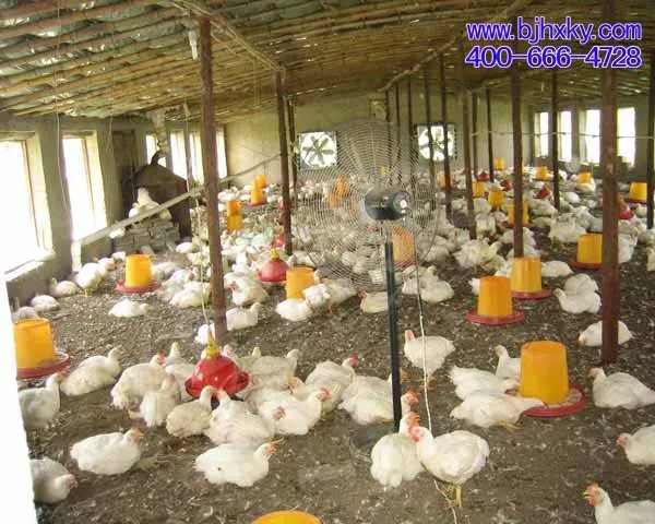 发酵床养鸡技术的介绍