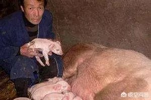 现在养猪行情如何?