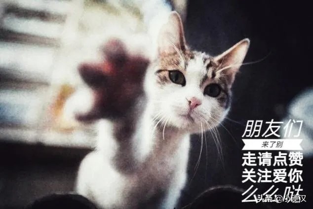 你和你的宠物如何一起跨年迎接2020？