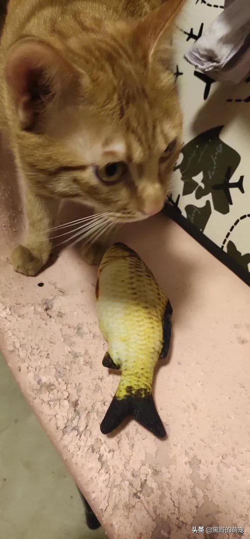 你和你的宠物如何一起跨年迎接2020？