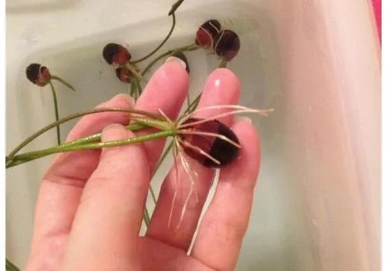 碗莲入土方法图解