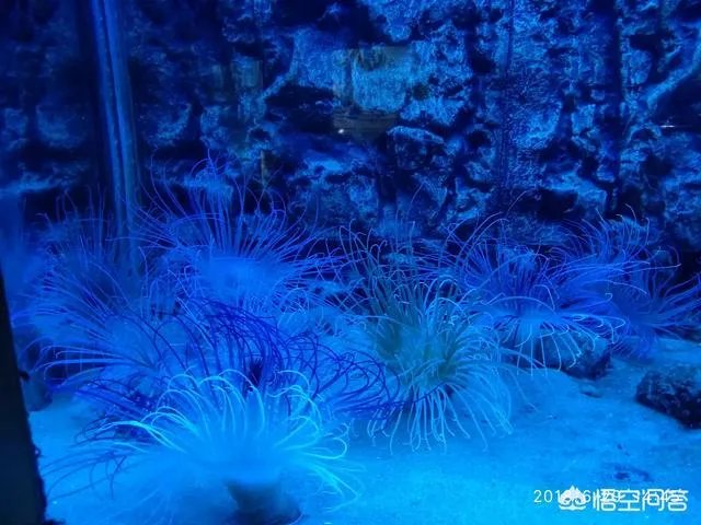 心理咨询师会讨厌学了一些心理学的来访者吗？