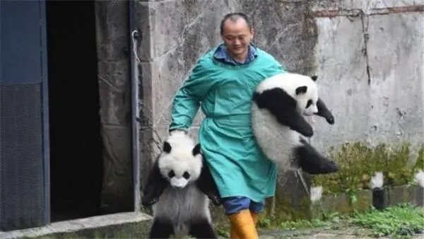 秦岭受伤大熊猫唐唐回家了，放归自然对它有什么意义？