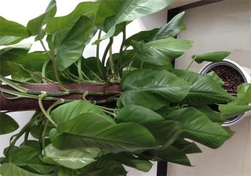 甲醛超标怎么办 如何检测甲醛是否超标