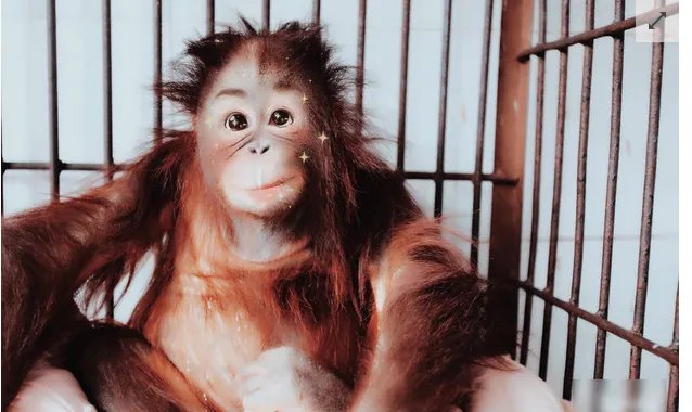 当动物遇上美颜相机是怎么回事？