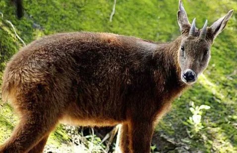 丽水拍到的四不像是野生动物吗？应该怎样保护野生动物呢？