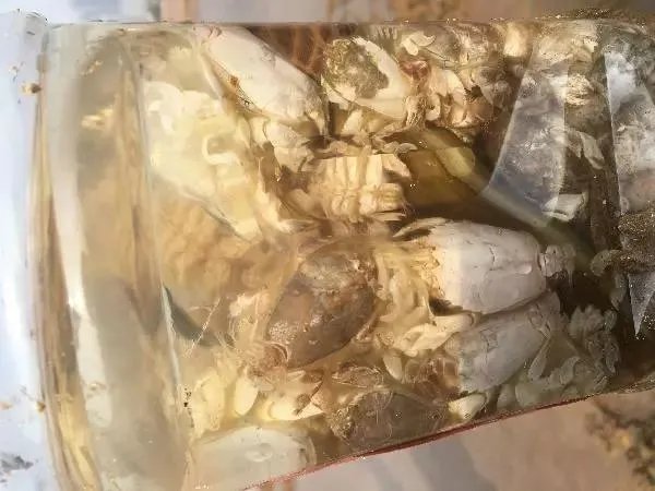 青岛市民组团挖海知了,海知了是什么?