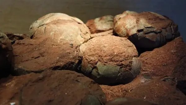 江西武宁县一工地发现数枚疑似恐龙蛋化石,它为何能保存这么久?