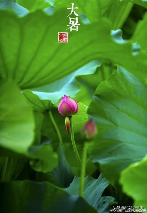 农村老话“大暑凉飕飕，立冬笑死牛”是啥意思？有道理吗？