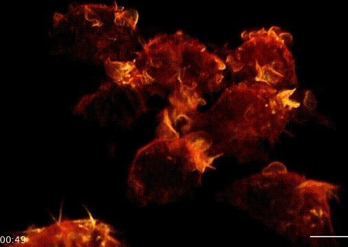 美国白宫摄影师爆料称