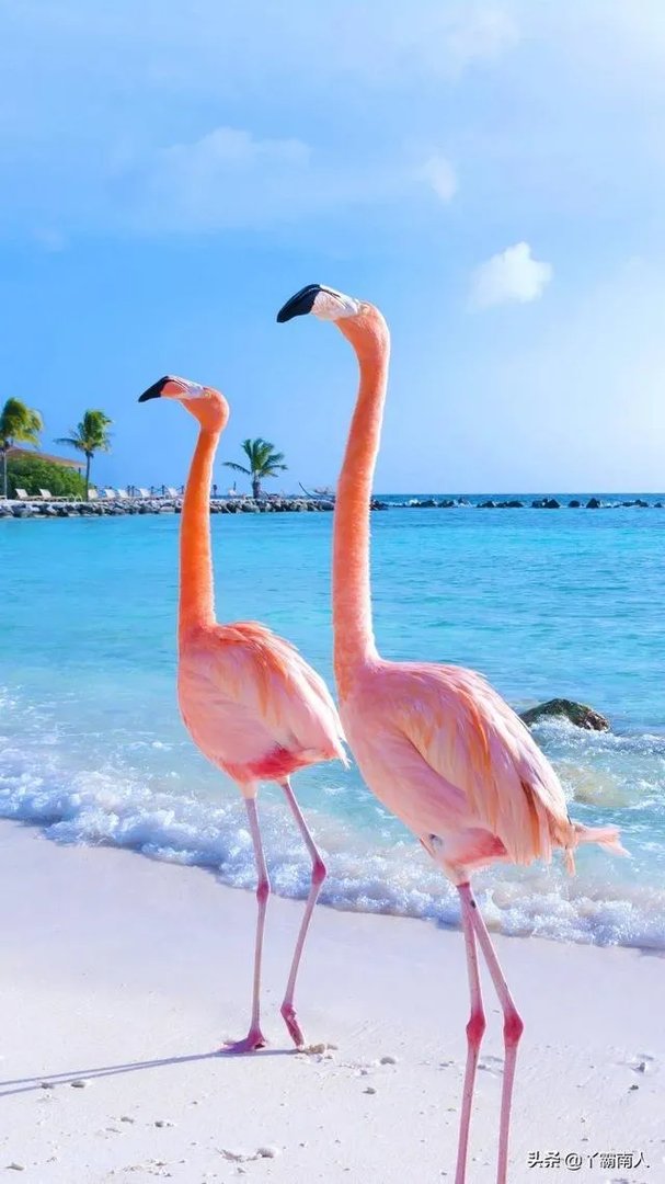 郭艾伦参加综艺《奔跑吧》，实力圈粉，表示自己身高造假了。郭艾伦实际身高有多高？