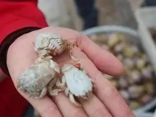 青岛市民组团挖海知了,海知了是什么?