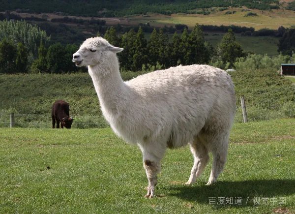 羊年出生的人的命运好不好